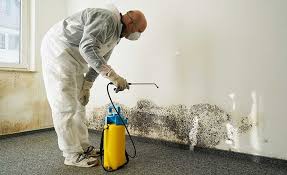 Best Water Damage & Mold Remediation  in Golden, CO